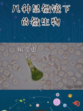 视频混剪:月入20w的短视频淘客玩法 - 左键博客