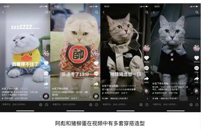 一个月涨粉246万！宠物类短视频如何快速吸引眼球？