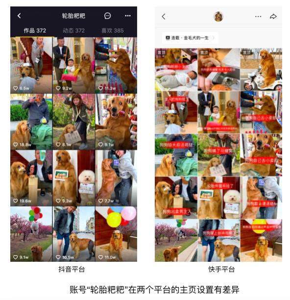 一个月涨粉246万！宠物类短视频如何快速吸引眼球？